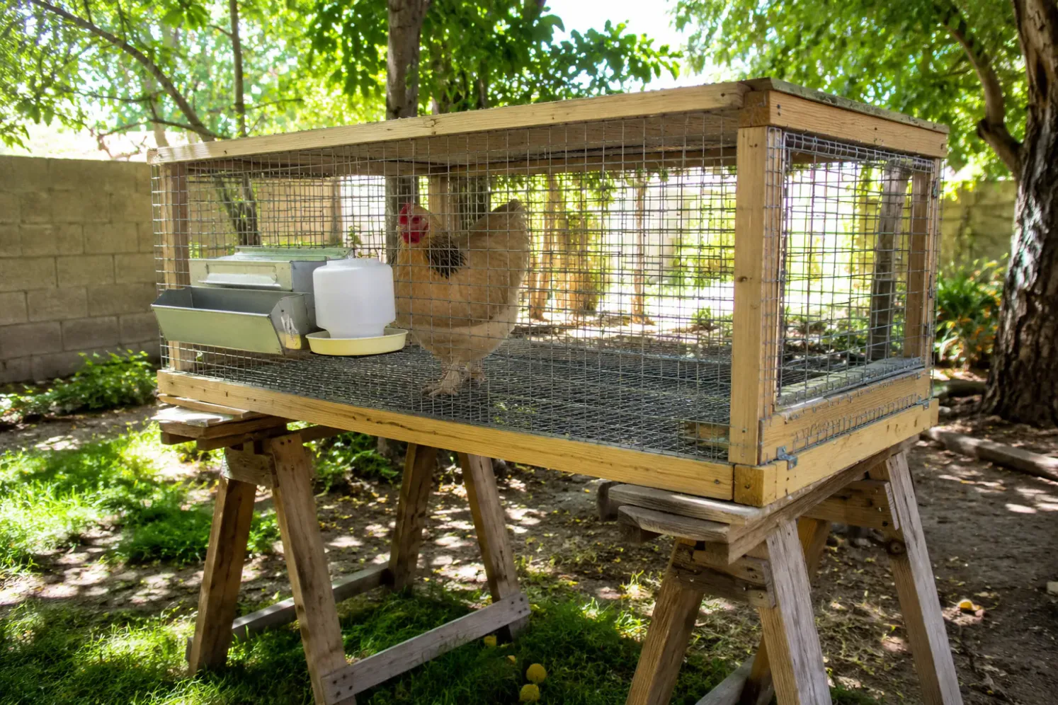 Best Methods to Break a Broody Hen Fast