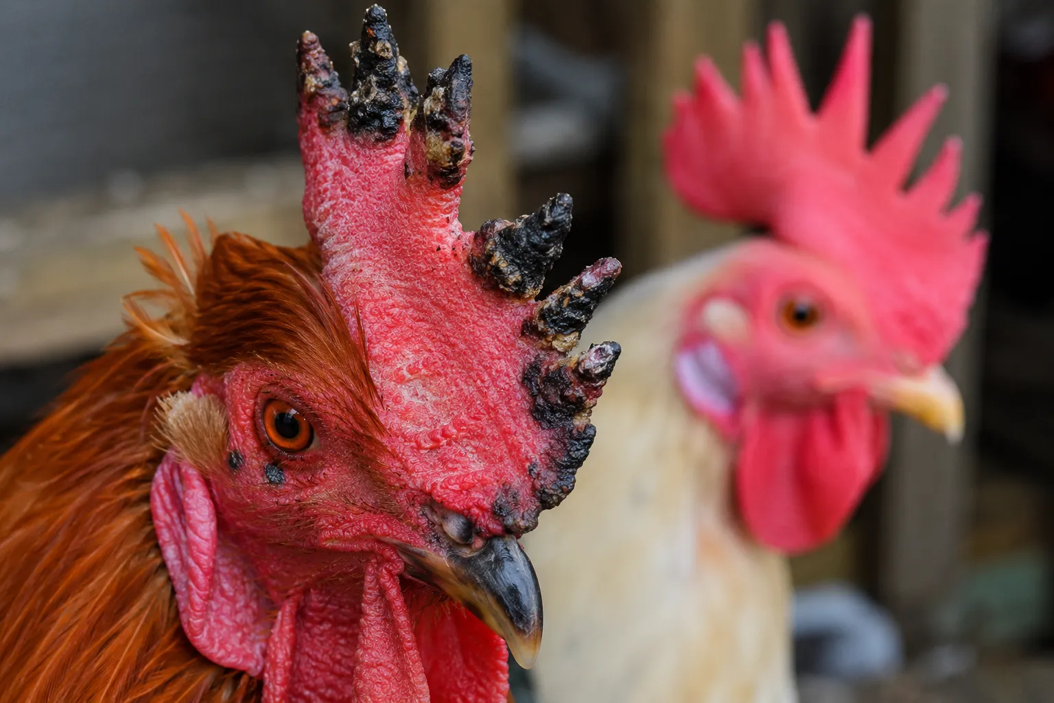 Cold-Hardy Chicken Breeds vs Regular Chickens