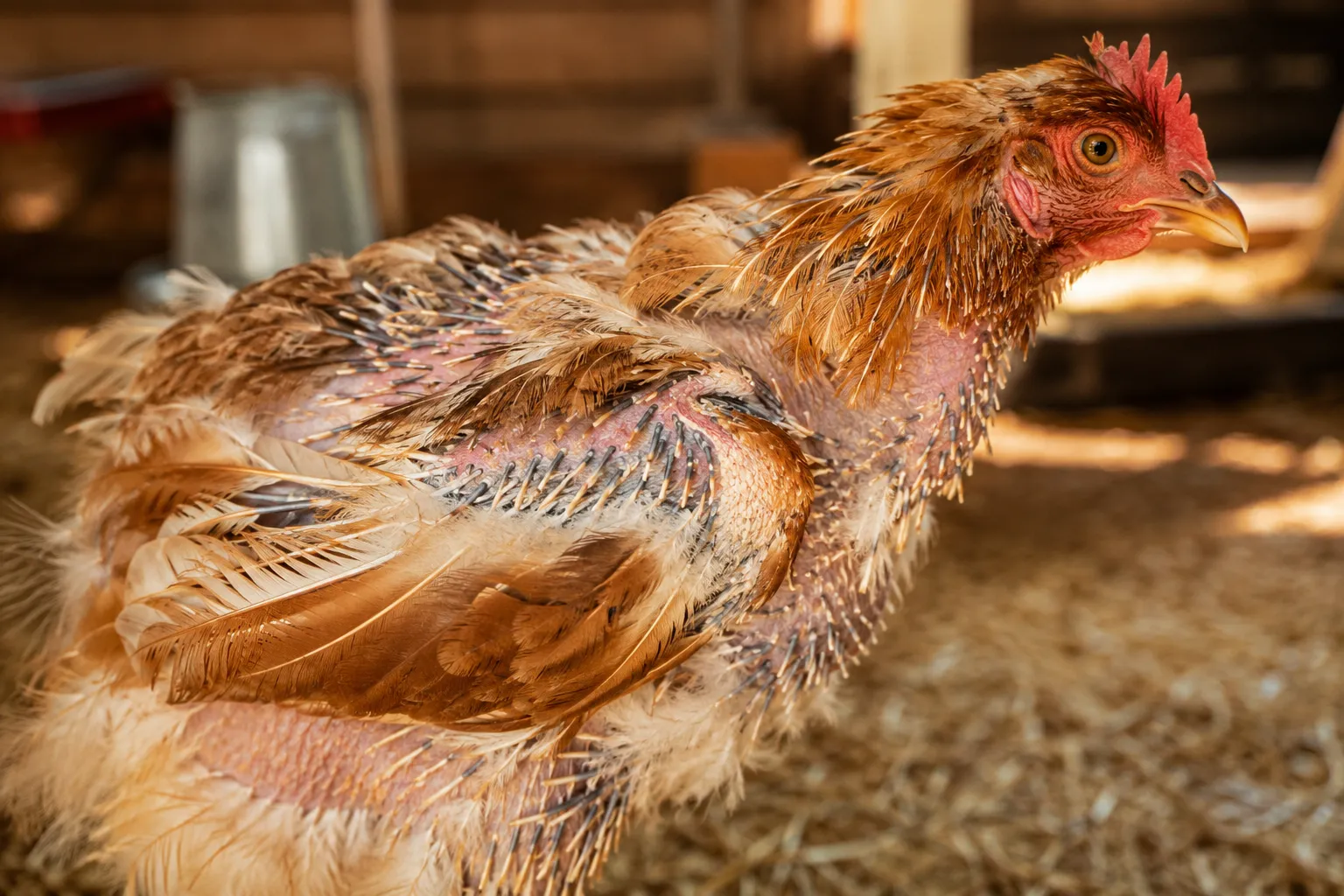 How Long Does Molting Last?