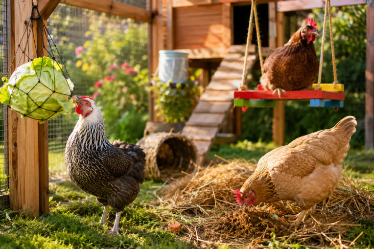 Professional () editorial hero image showing a bright, sunny backyard chicken coop scene with happy hens engaged in various