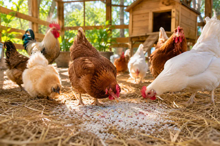 Professional () hero image showing a bright, sunlit backyard chicken coop scene with a diverse flock of healthy chickens